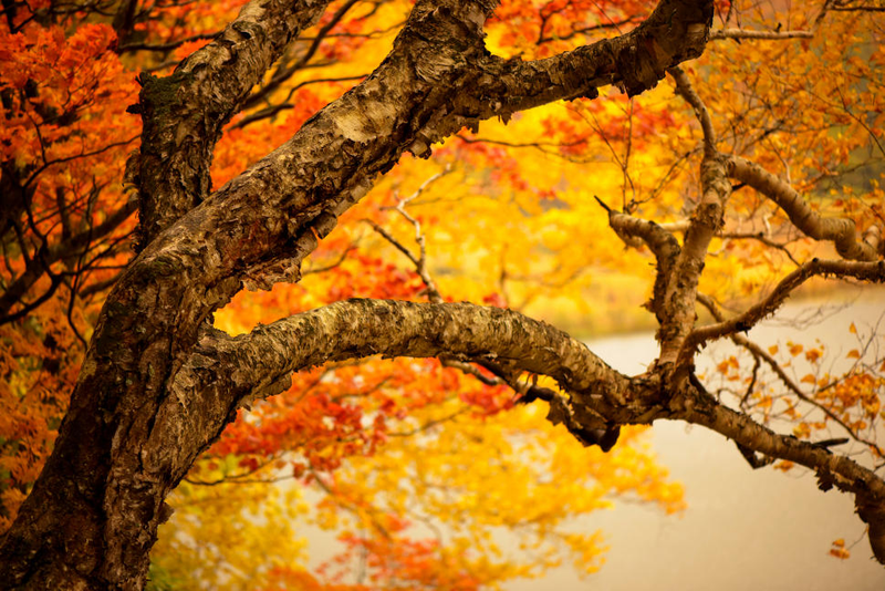 Illustration for article titled 100 Gorgeous Photos Of Fall Leaves